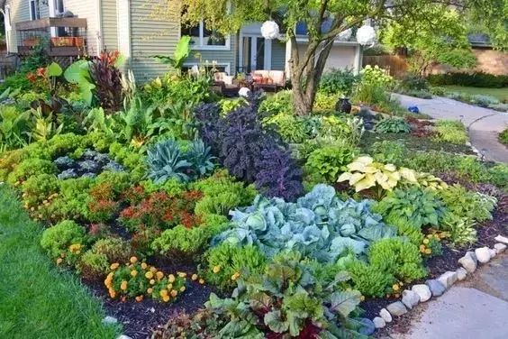 只想在私家花园里种上爱吃的蔬菜